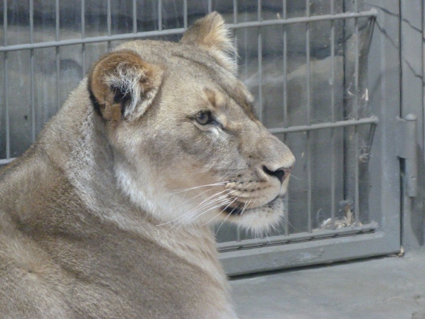 Lion -Zoologischer Garten Berlin (2024)