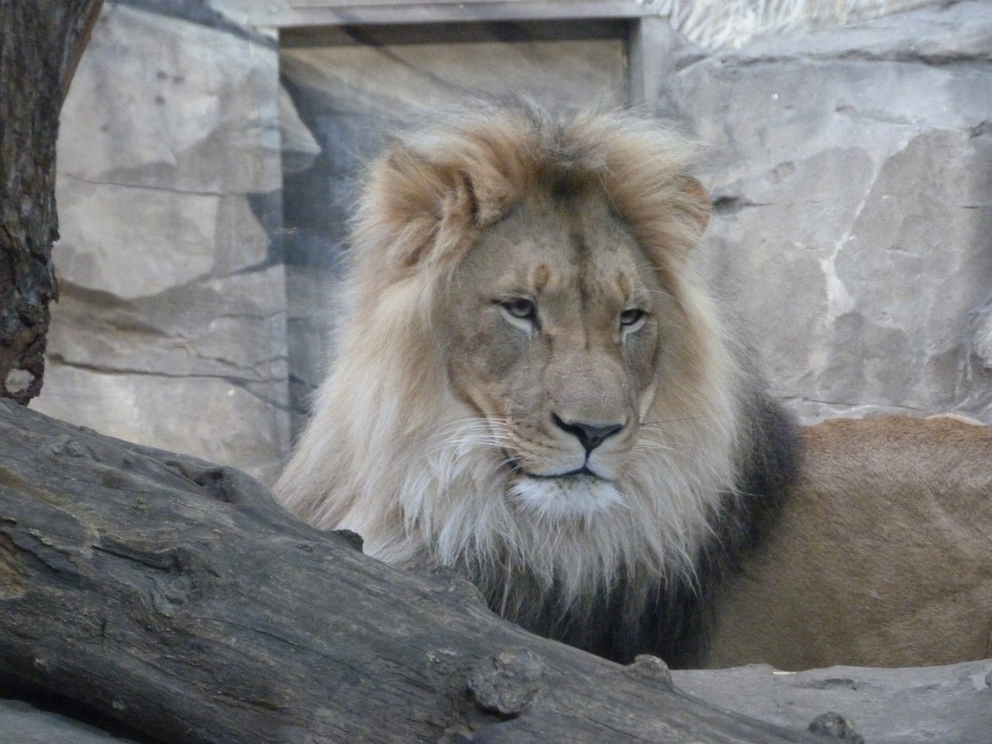 Lion -Zoologischer Garten Berlin (2024)