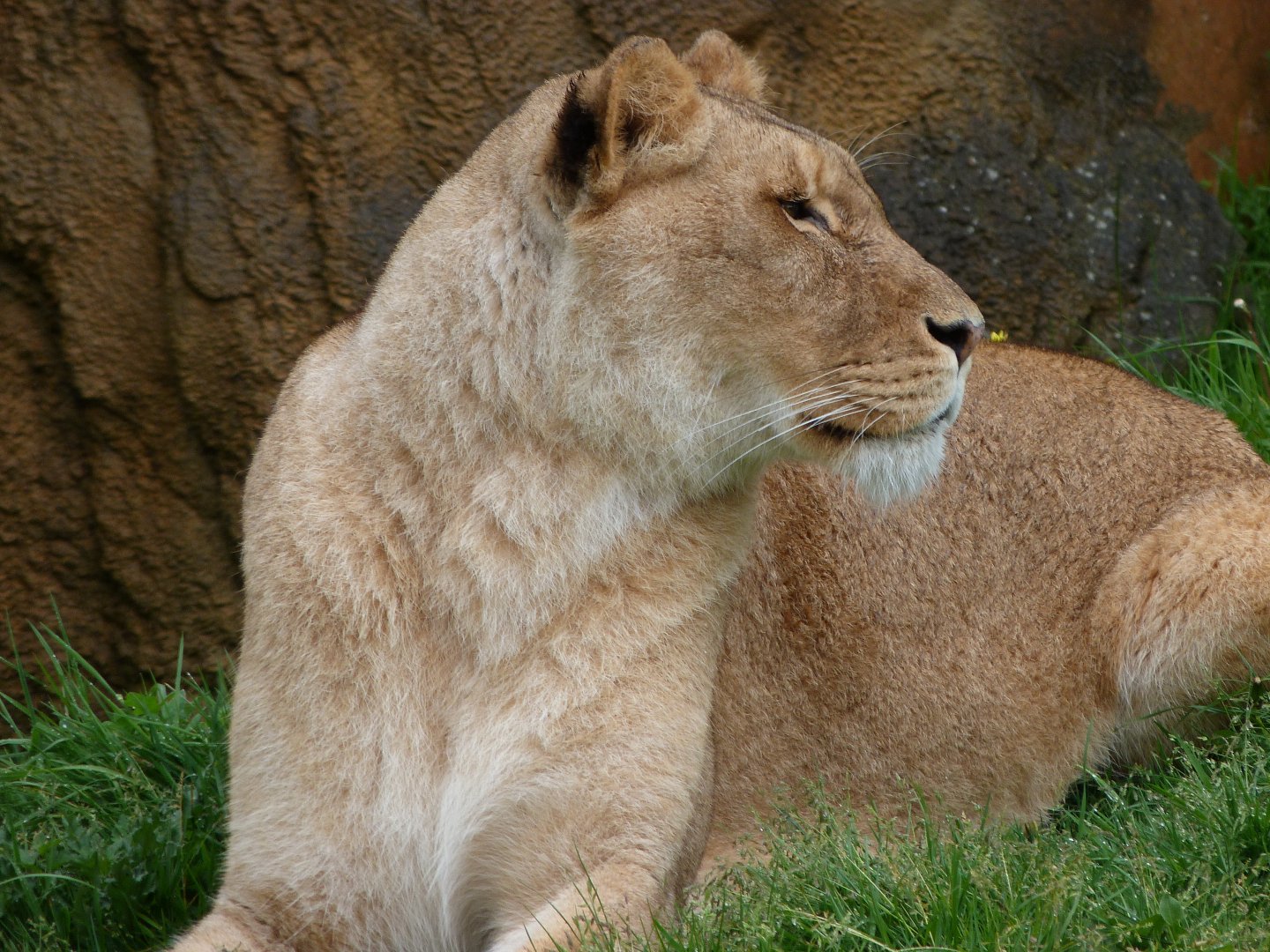Lion -ZooParc de Beauval (2025)