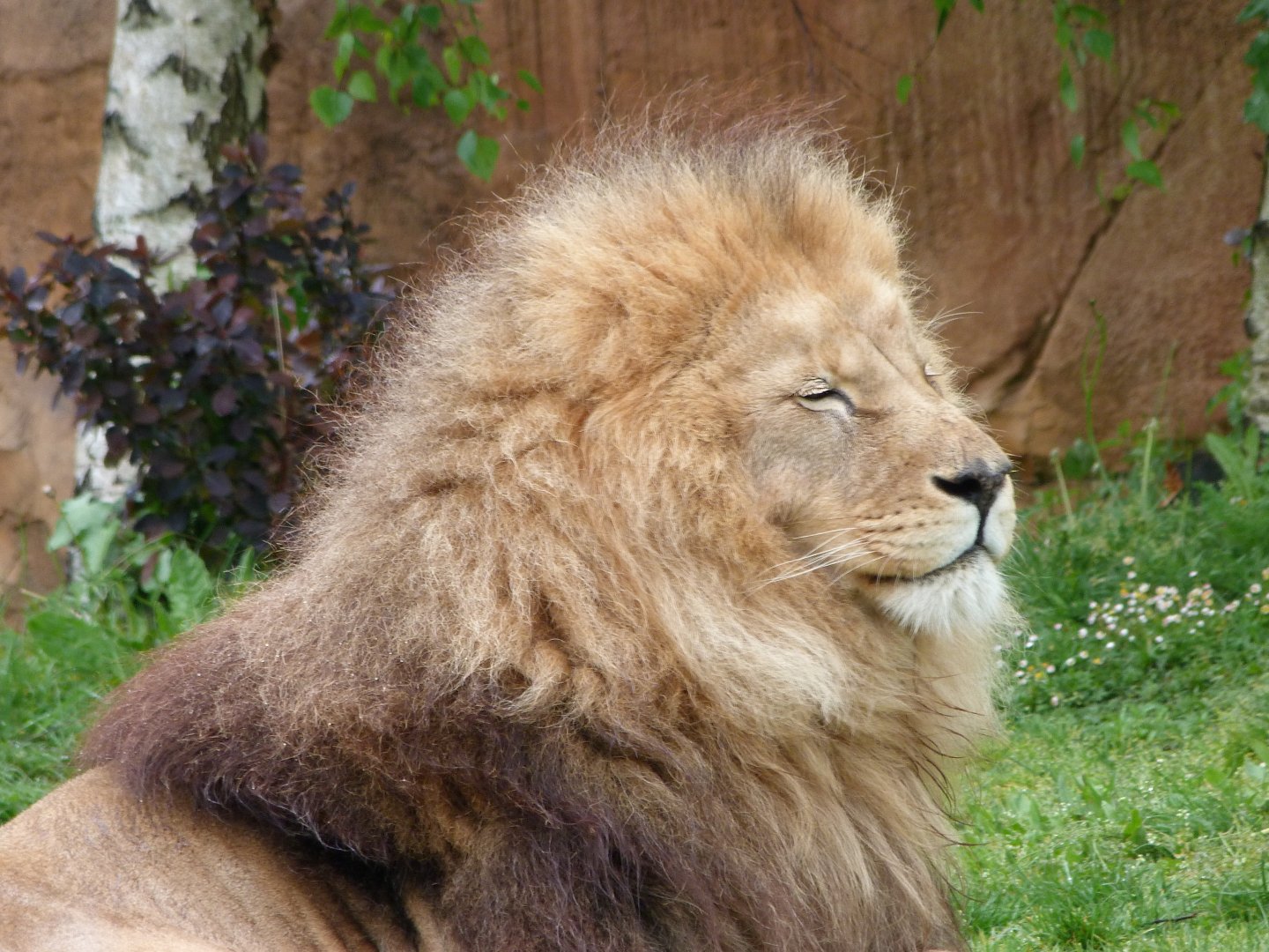 Lion -ZooParc de Beauval (2025)