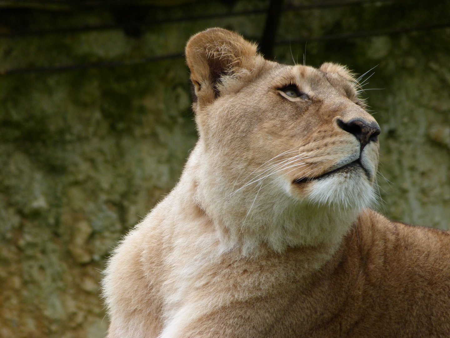 Lion -ZooParc de Beauval (2025)