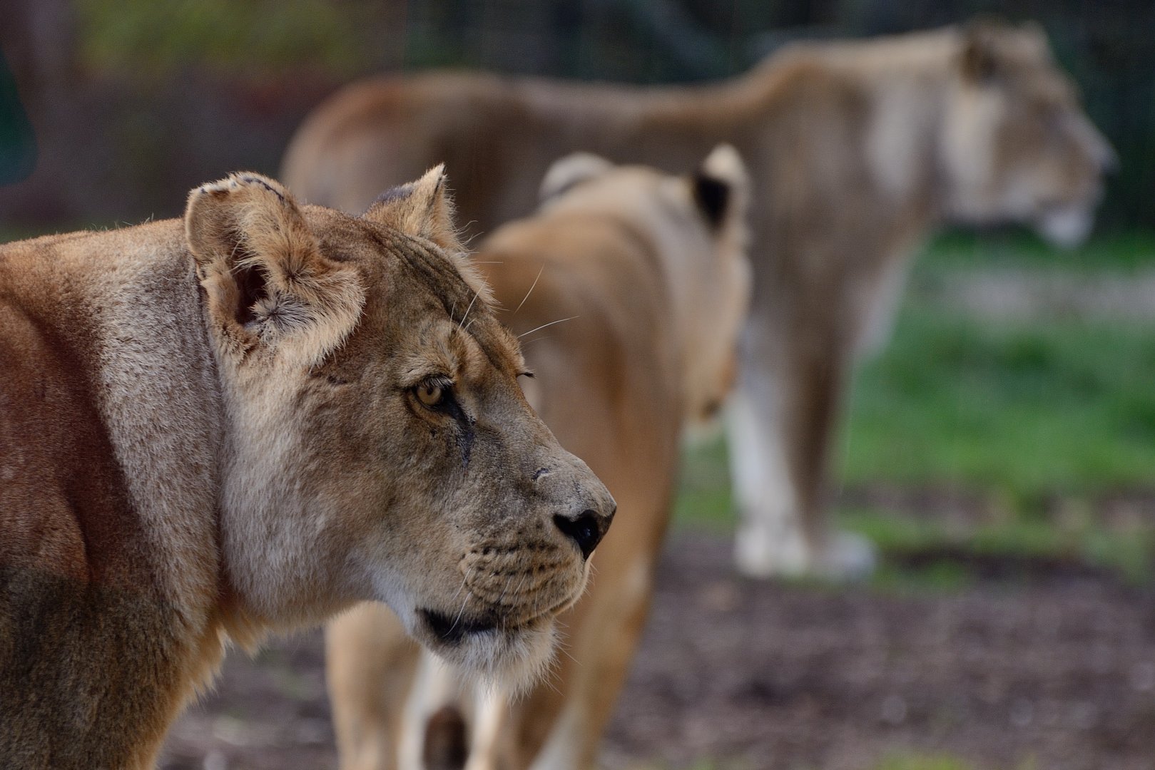 Lion - ZSL Whipsnade 13/11/2017