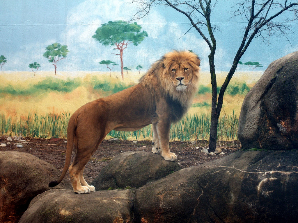 Lion