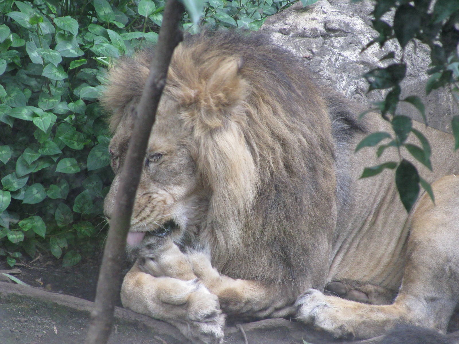 Lion