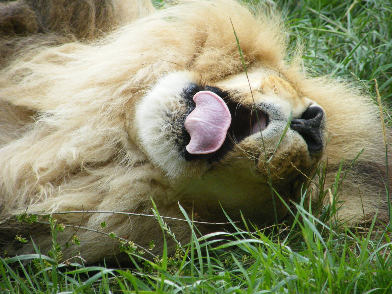 Lion