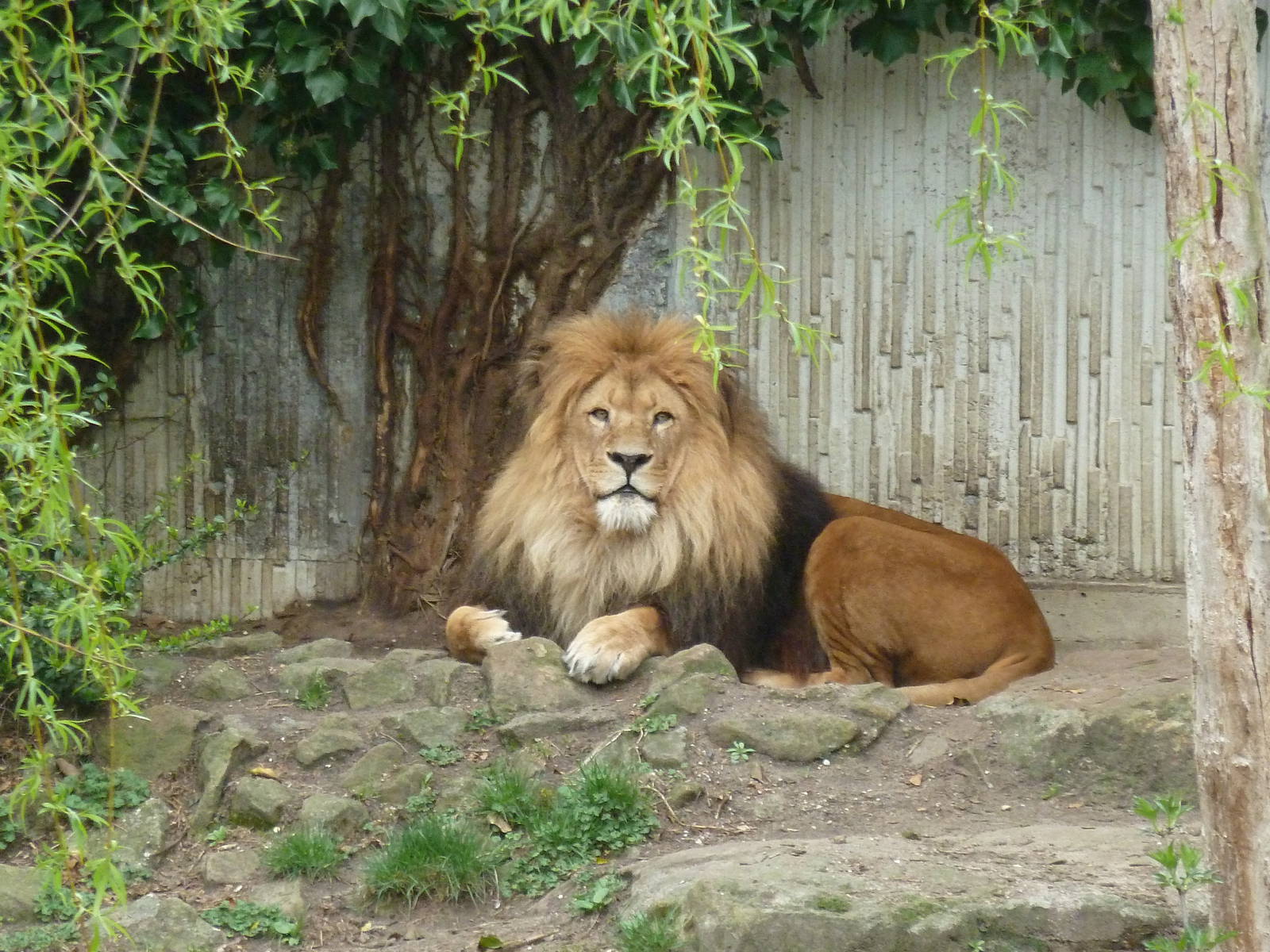 Lion