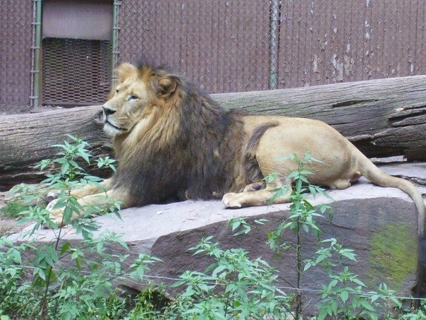 Lion