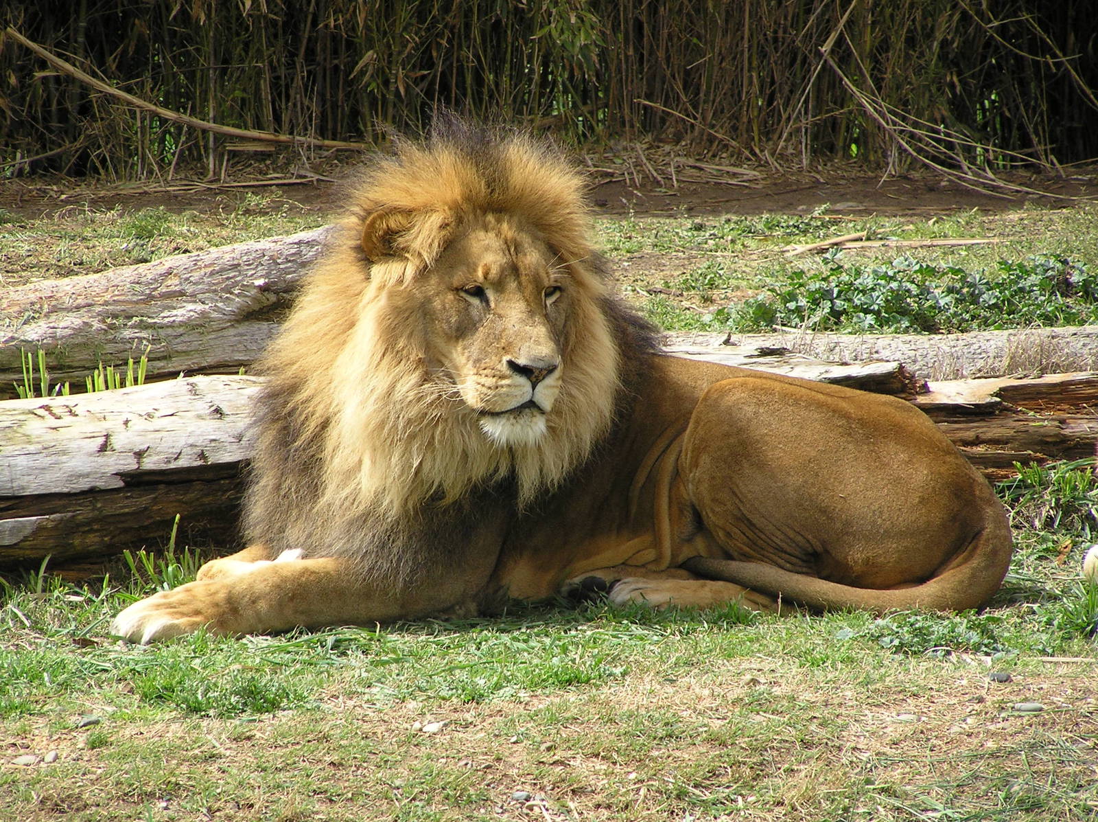 Lion
