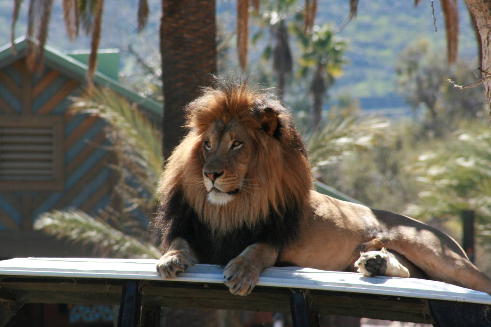 Lion