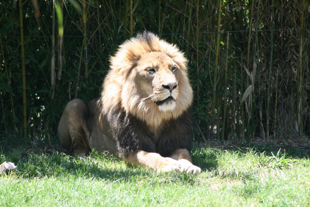 Lion