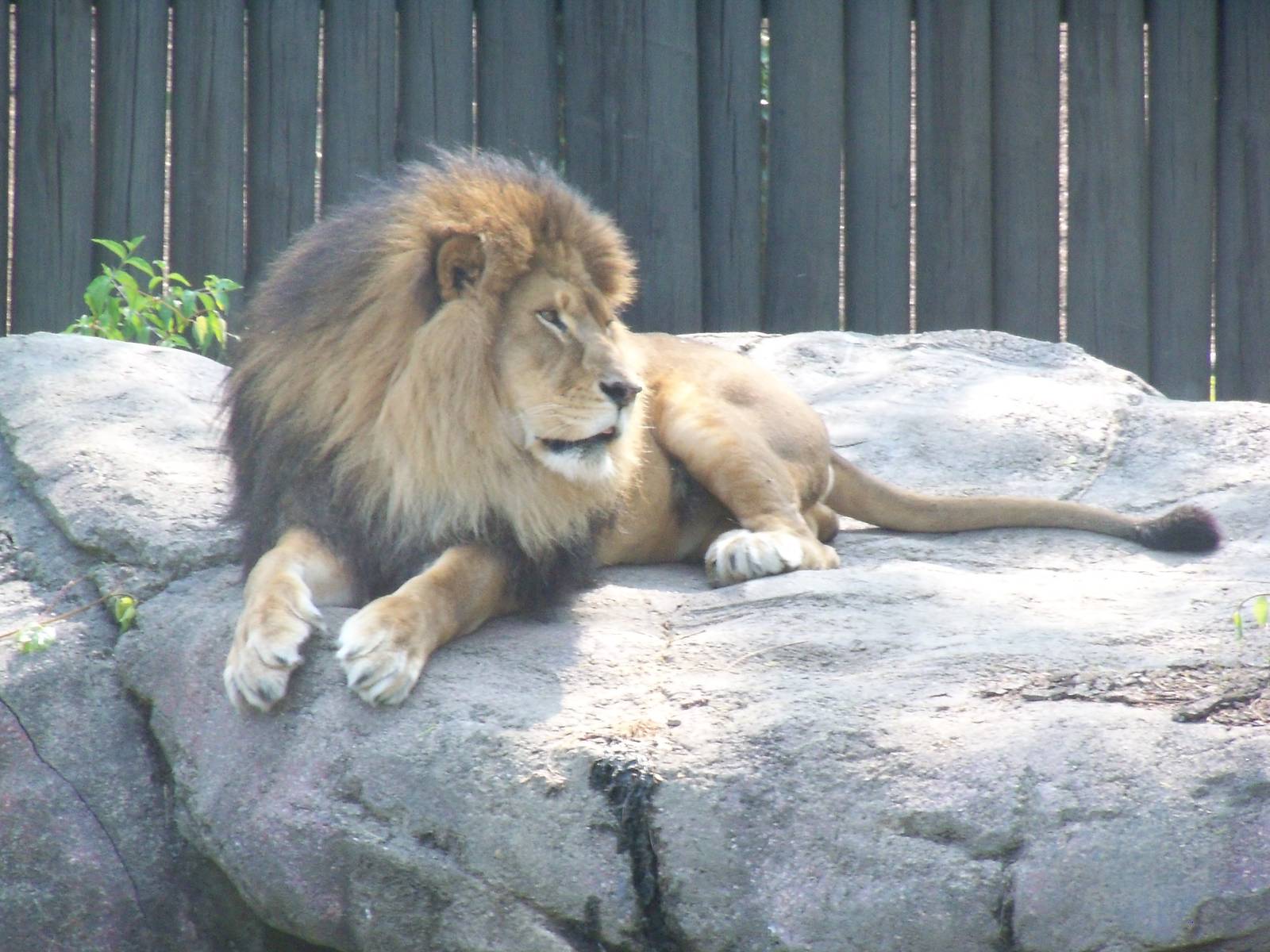 Lion