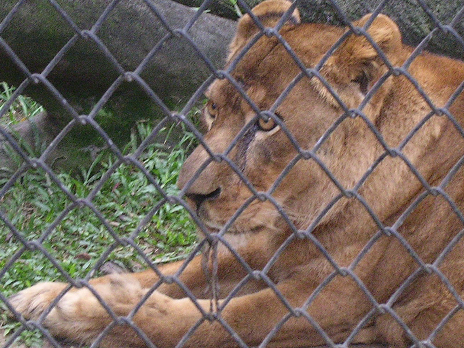 Lion
