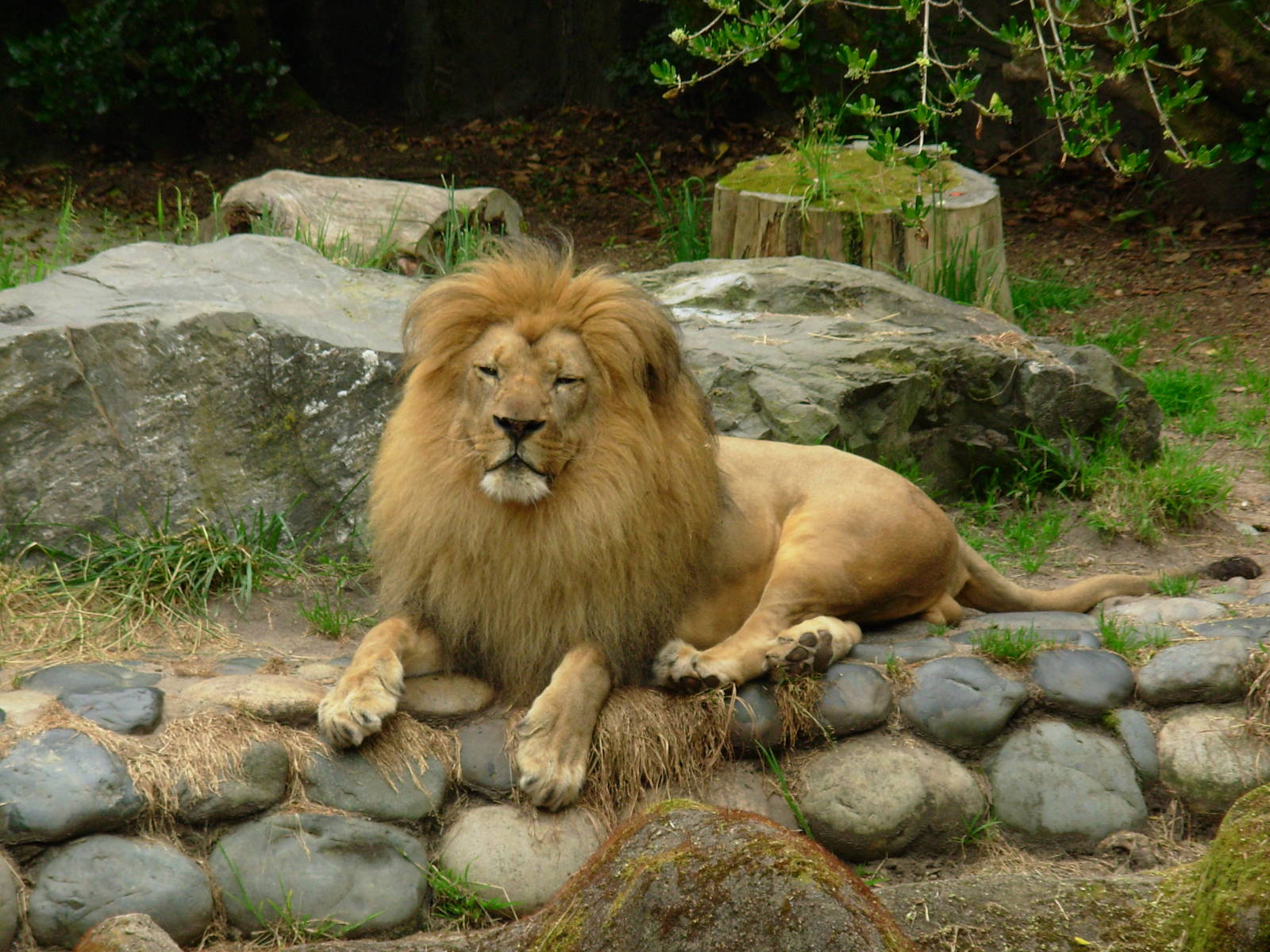 Lion