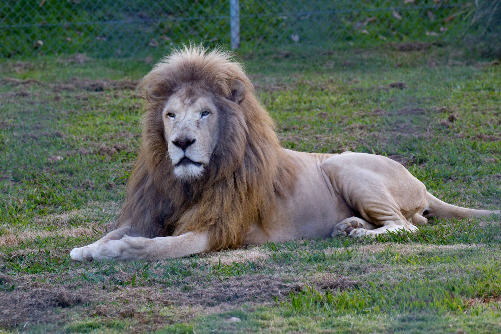 Lion