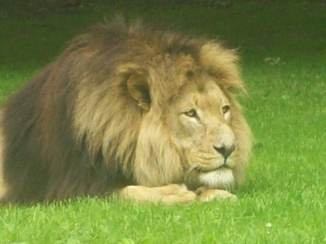 Lion