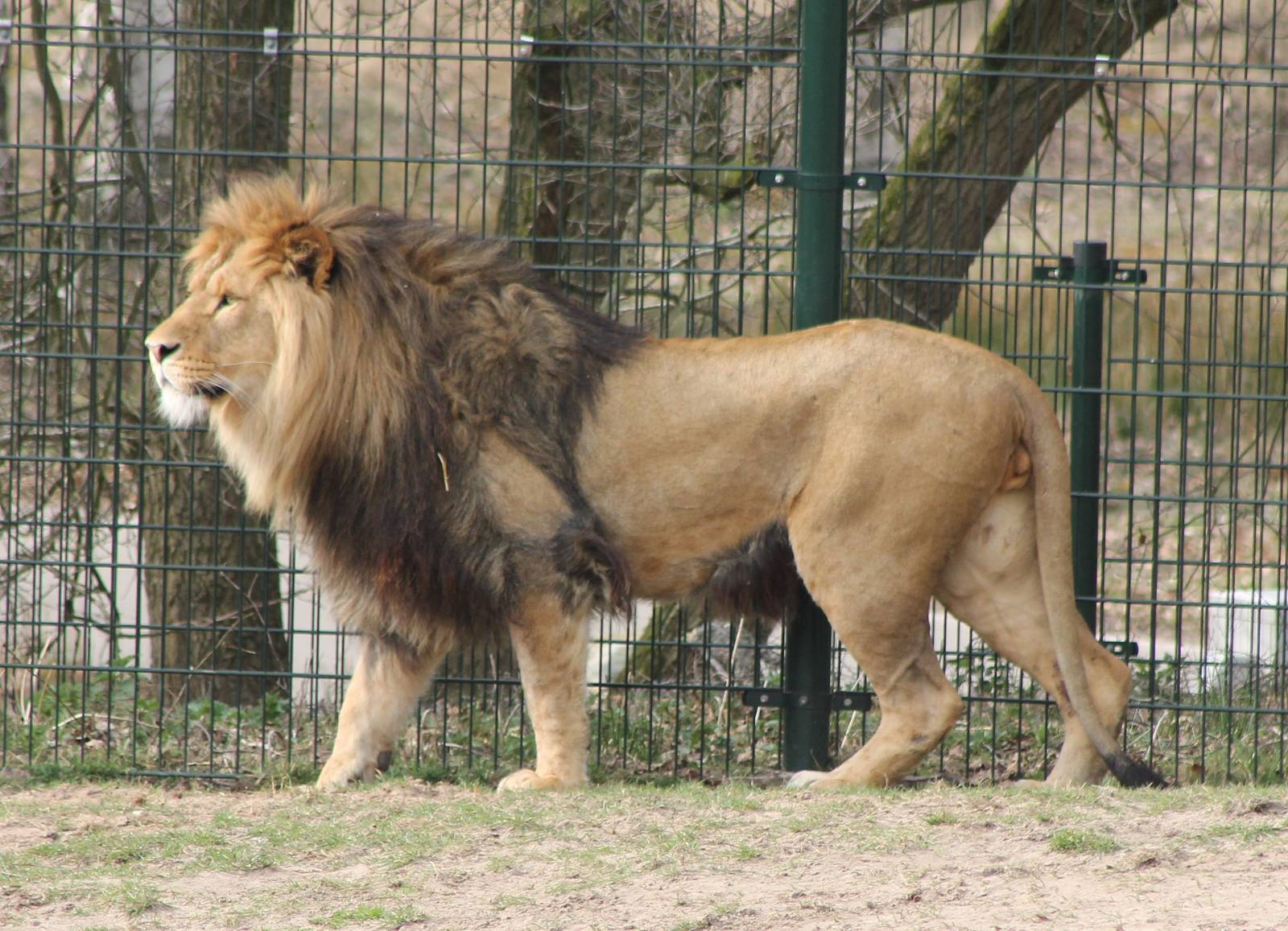 Lion