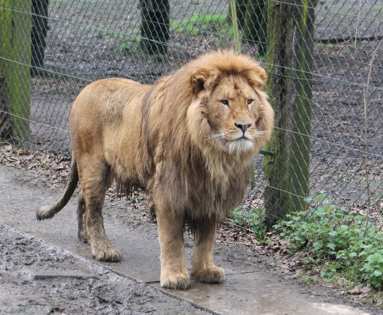 Lion