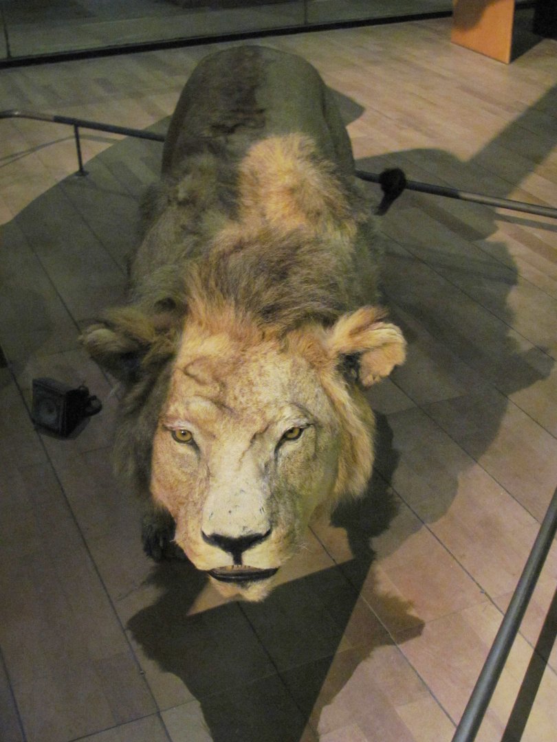 Lion
