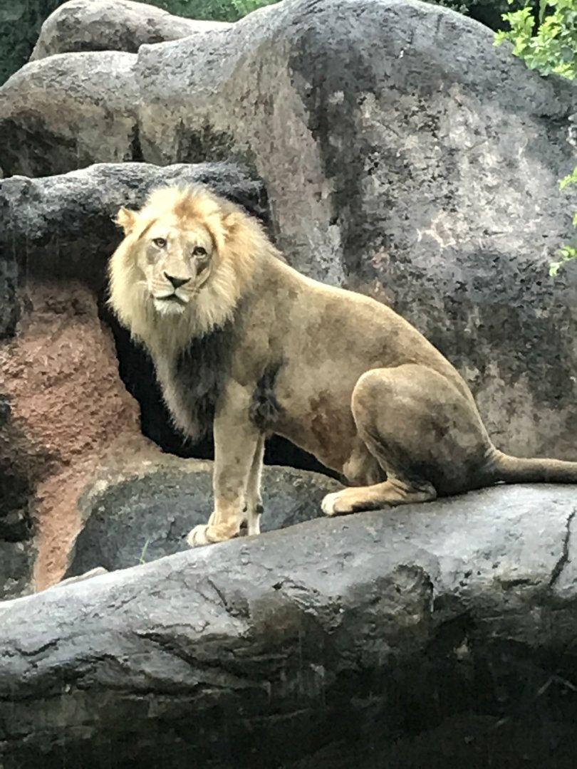 Lion