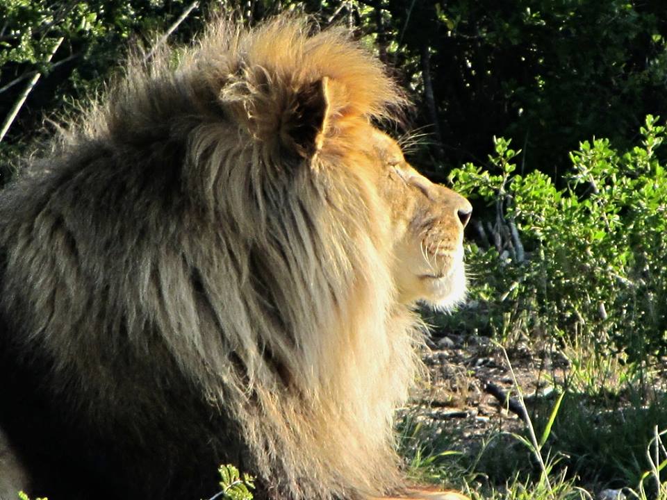 Lion