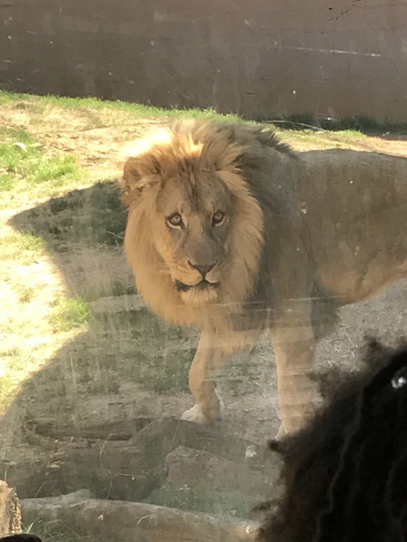 Lion