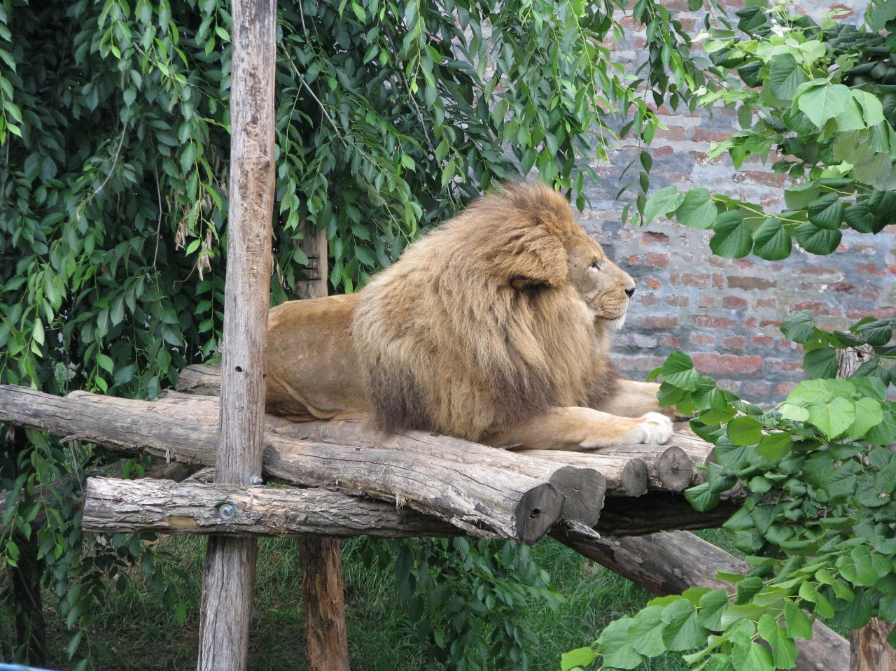 Lion