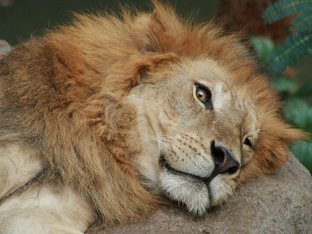 Lion