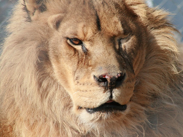 Lion