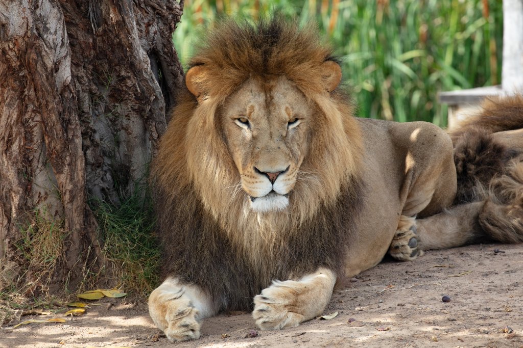 Lion