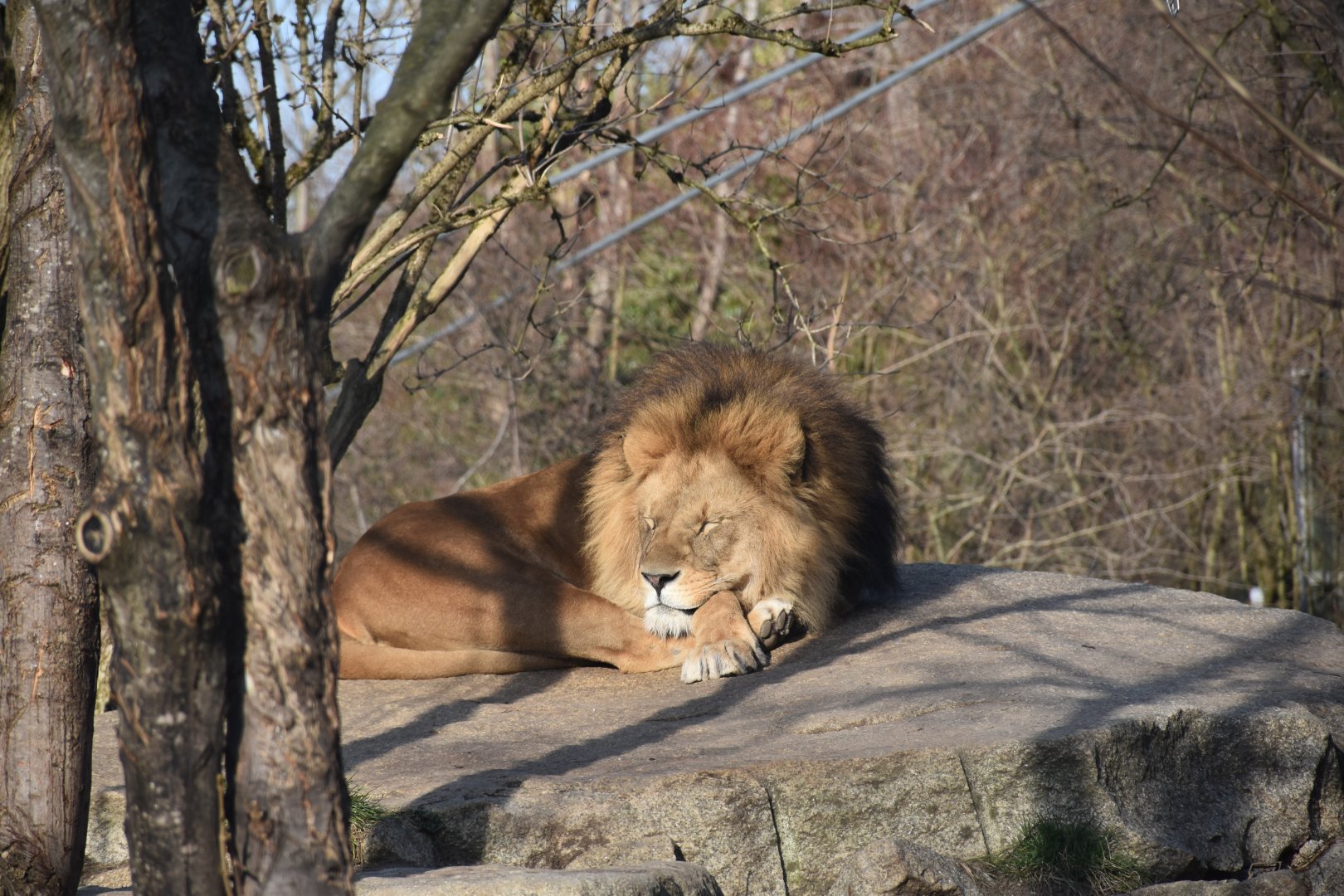 Lion