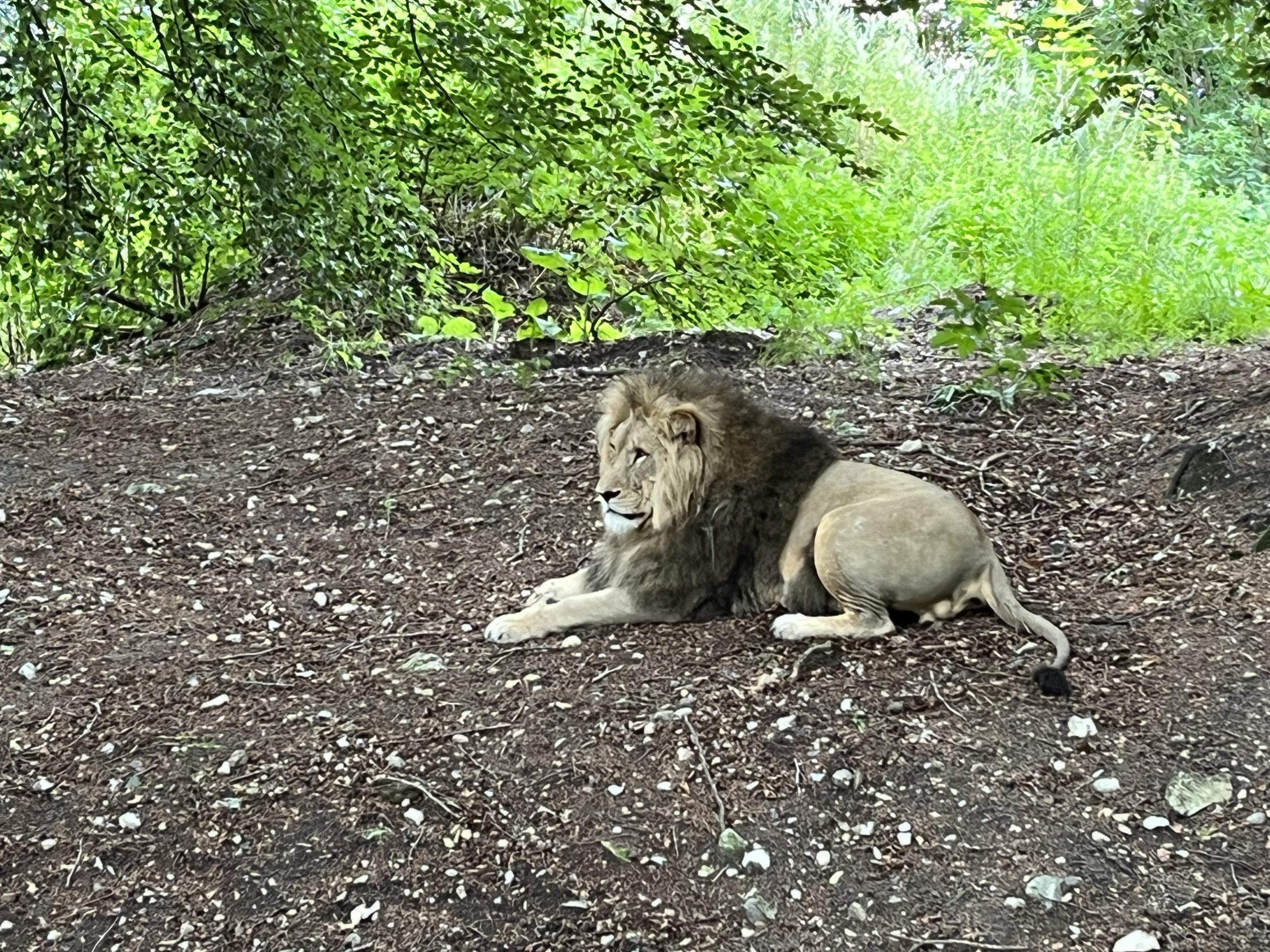 Lion