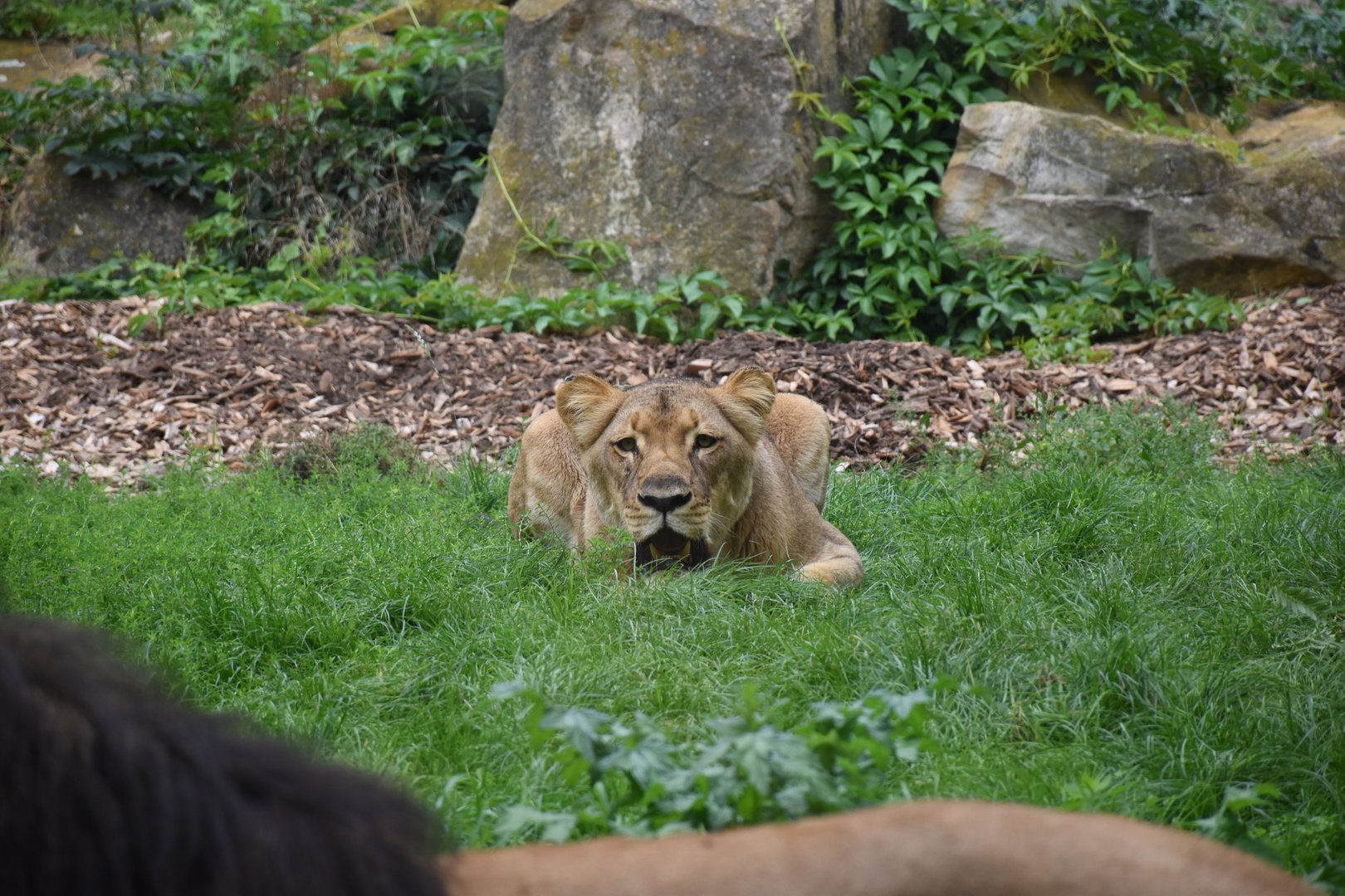Lion