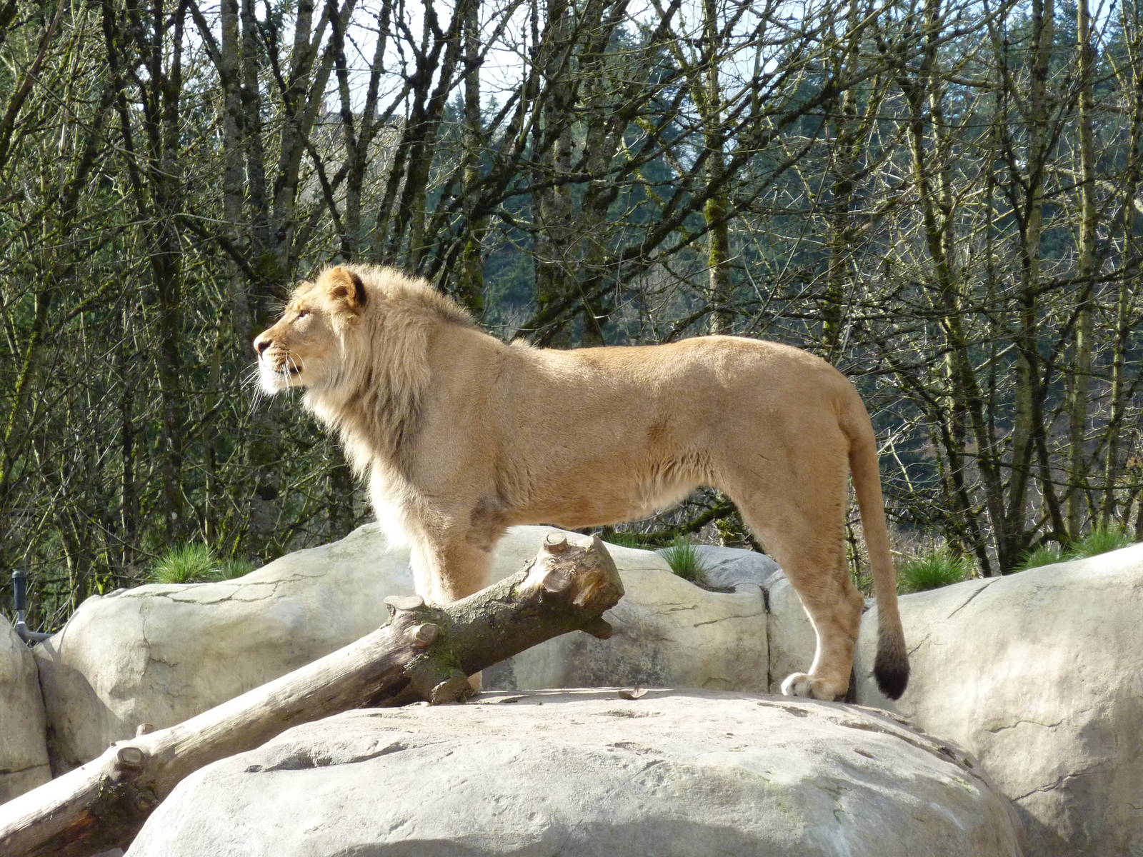 Lion