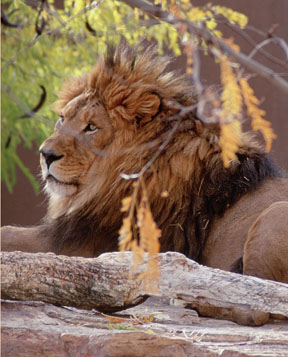 lion