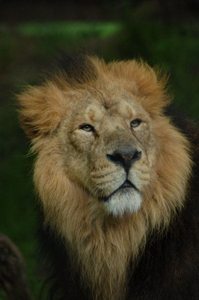 lion11