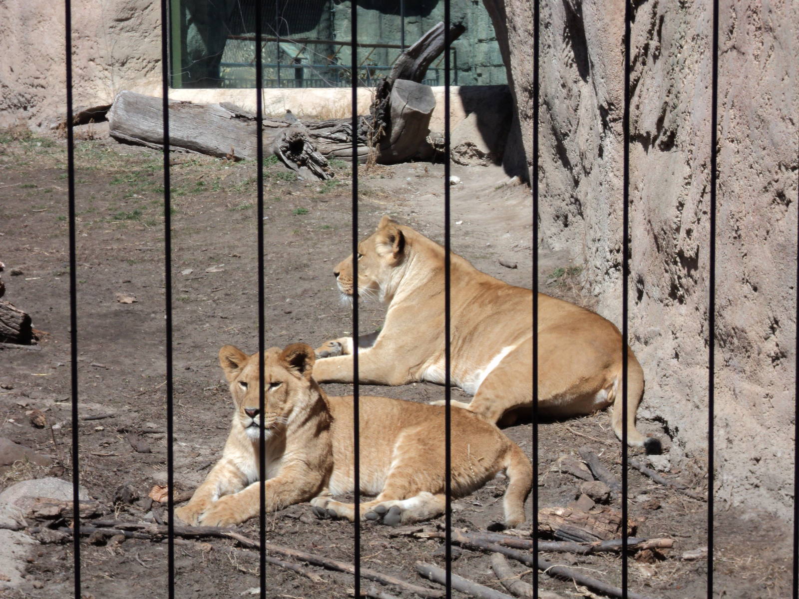 Lion_Cubs_Racine_Zoo