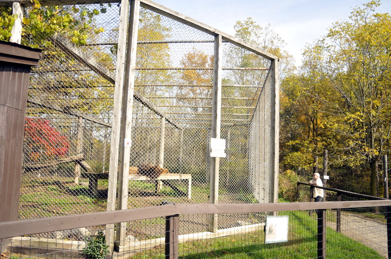 Lioncage at Twin Vally Zoo