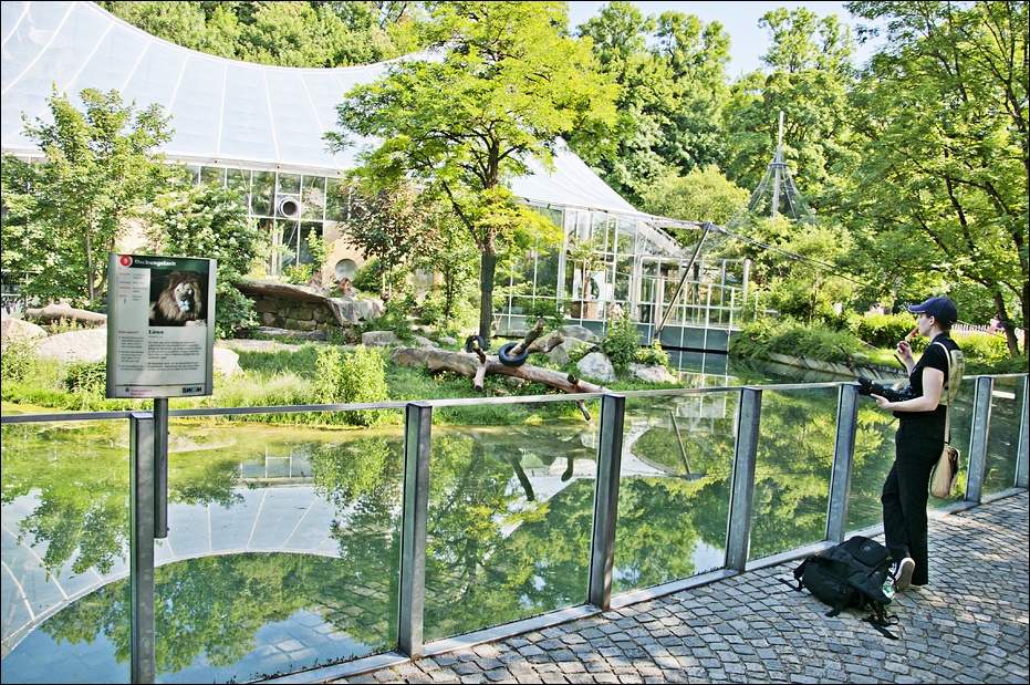 Lionenclosure at Hellabrunn, München