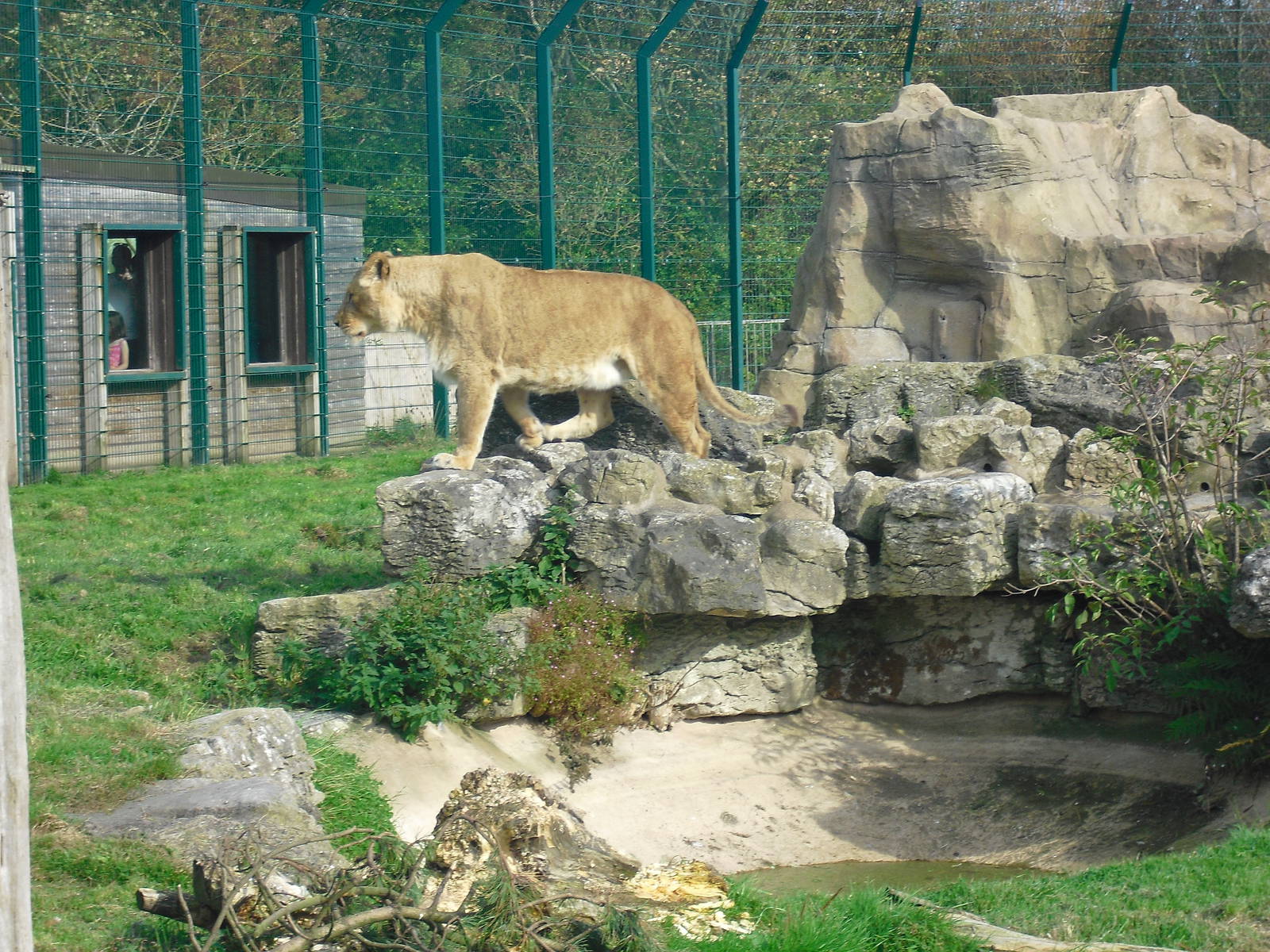 Lioness - 01/10/2011