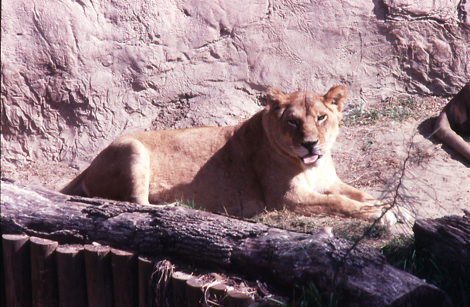 Lioness - 1990