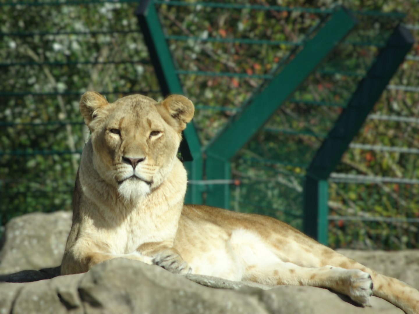 Lioness 31 August 2025