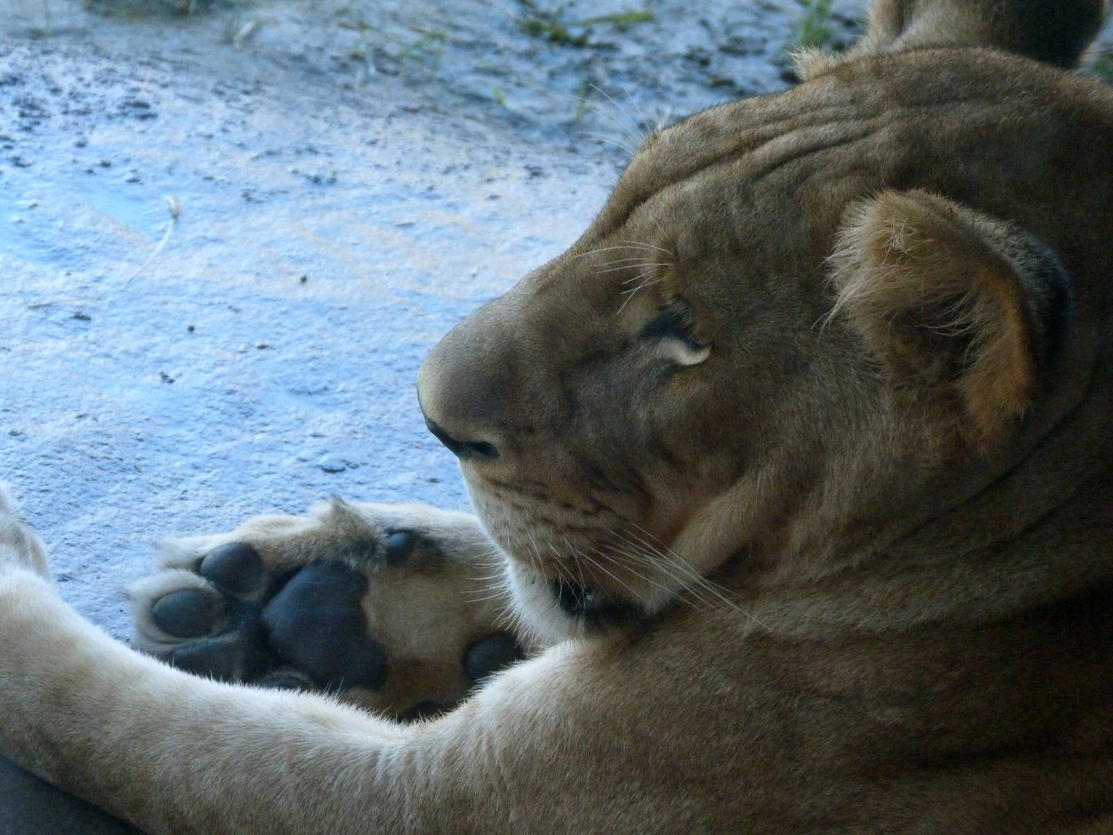 Lioness (A Step Into Africa) 9-2-12