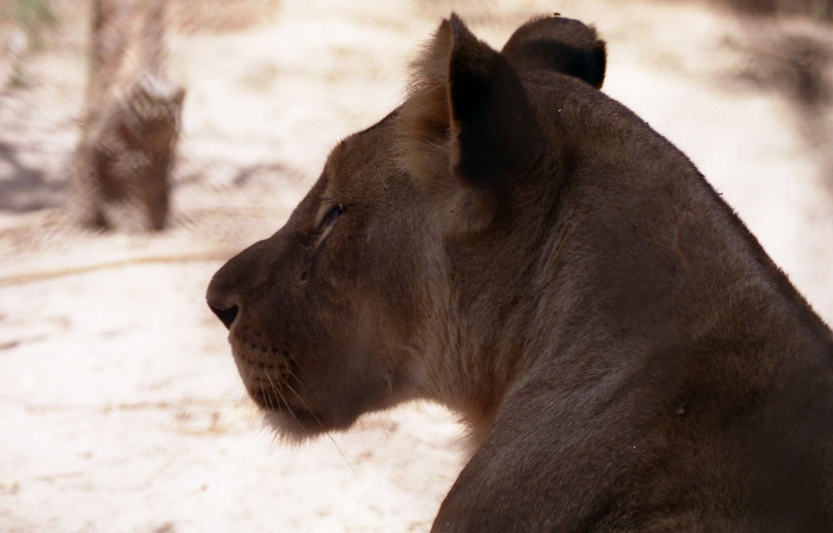 Lioness, Abuko Nature Reserve 1996