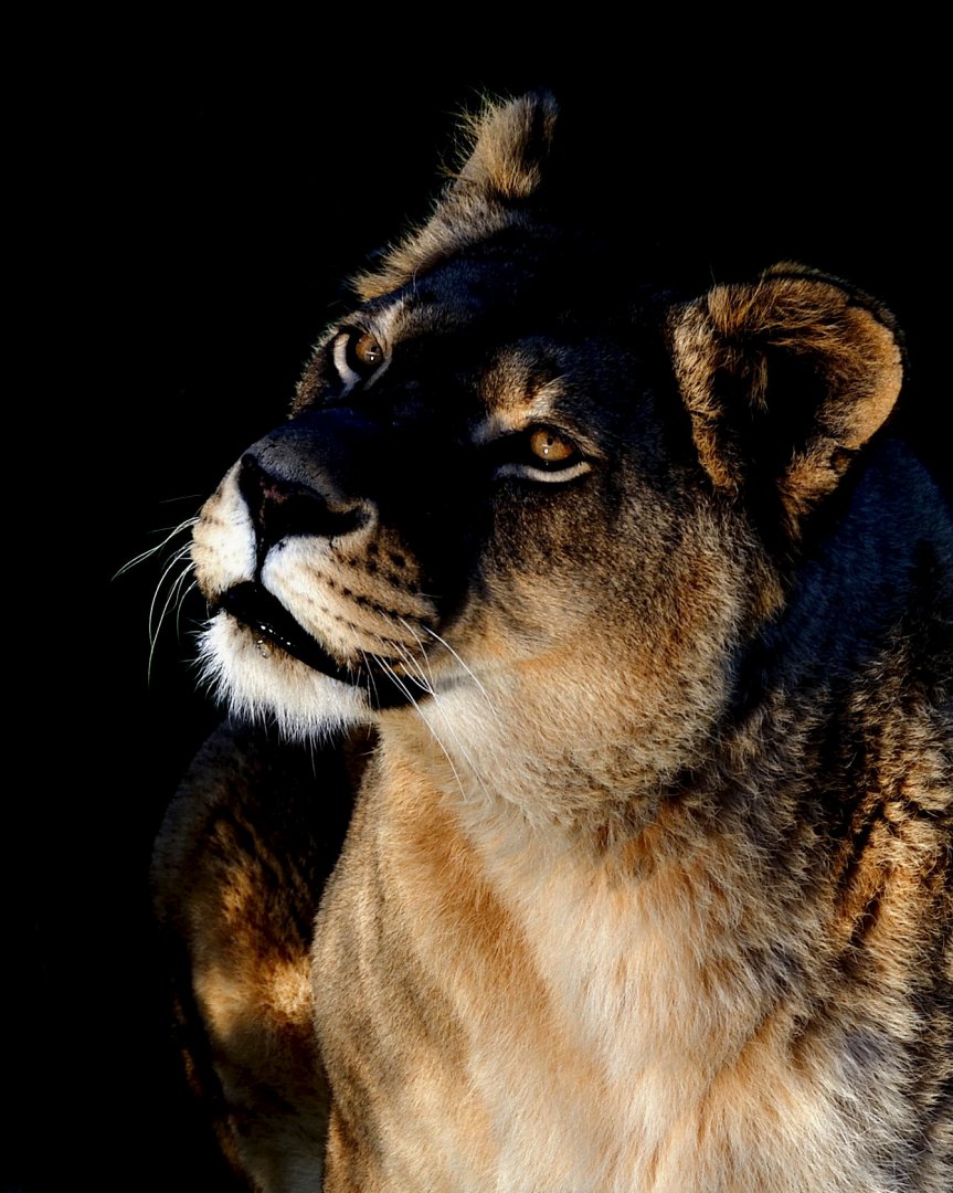 Lioness 'Allis' - YWP 26/10/2019