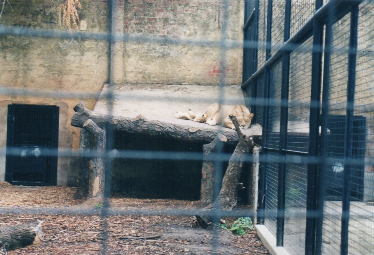 Lioness and Cubs, 2004