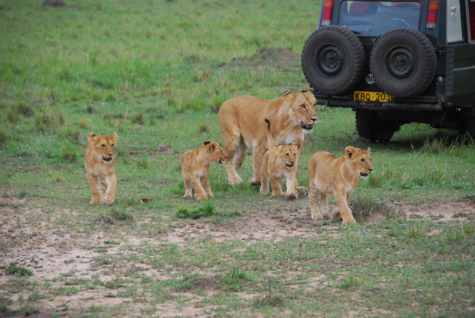 Lioness and Cubs - Masai Mara NR