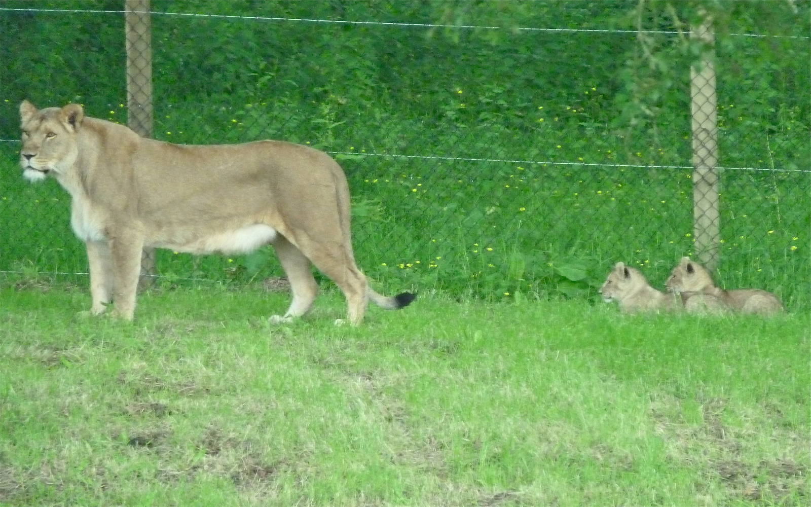 Lioness and Cubs