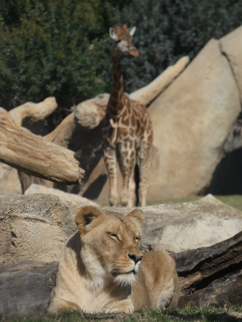 Lioness and Rothchild's Giraffe