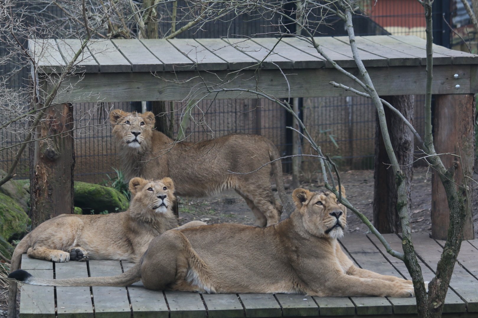 Lioness and two of her fast-growing cubs