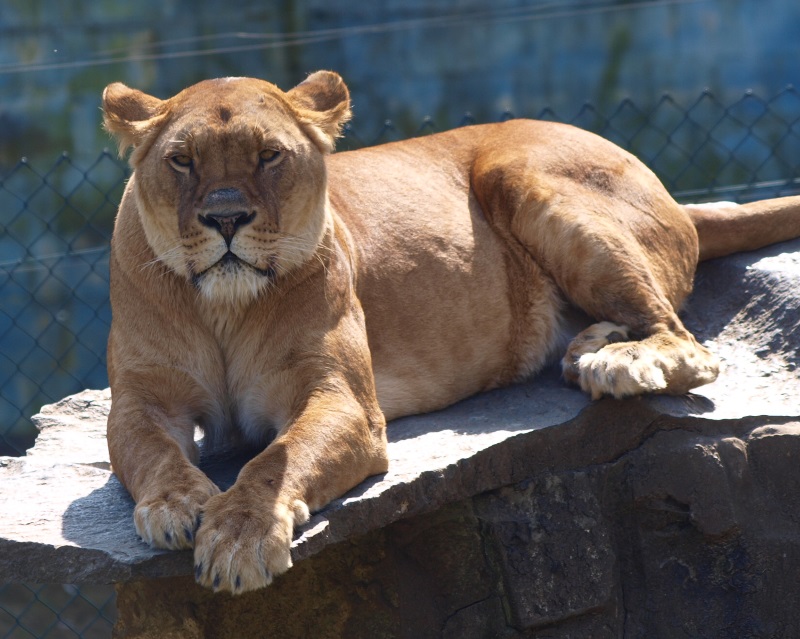 Lioness (April 19th, 2015)